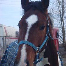 Pinto Hoelgaard´s Ferrari Enzo 