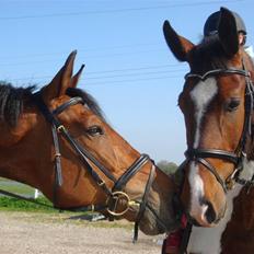 Pinto Hoelgaard´s Ferrari Enzo 