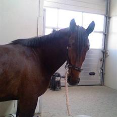 Dansk Varmblod buegårds venus