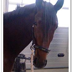 Dansk Varmblod buegårds venus