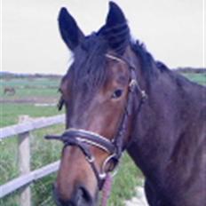 Dansk Varmblod buegårds venus