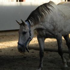 Oldenborg Benjamin (part) <3