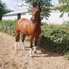 Anden særlig race Cometessa gammel part :-*