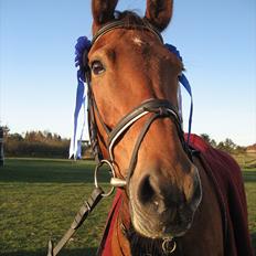 Dansk Varmblod Classy Dame