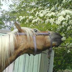 Haflinger Olsen