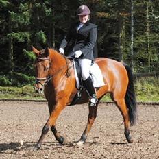 Dansk Varmblod Classy Dame