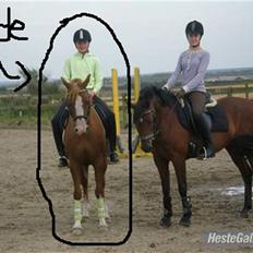 Arabisk fuldblod (OX) Thyra *solgt*