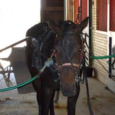 Traver Osaka Steensgård