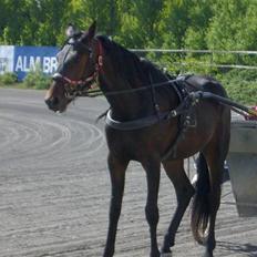 Traver Osaka Steensgård