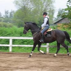 Dansk Varmblod Madelin Bally