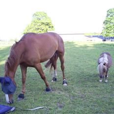 Hannoveraner ludwiig