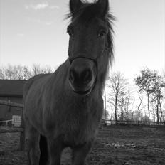 Islænder Golnir fra Nr. Felding