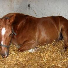 Anden særlig race Himbi *Gammel part*