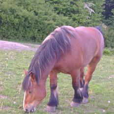 Ardenner Grantoftegaards Triton*