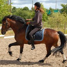 New Forest Hippus Cavalier (SOLGT)