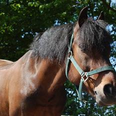 New Forest Hippus Cavalier (SOLGT)