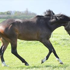 Dansk Varmblod Zariff