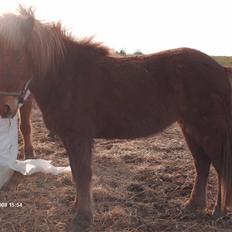 Islænder Vissa fra Þúfú / Solgt:'(