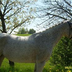 Arabisk fuldblod (OX) Pasha's Lady<'3  SOLGT;(