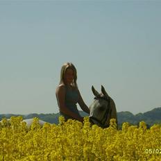 Arabisk fuldblod (OX) Pasha's Lady<'3  SOLGT;(