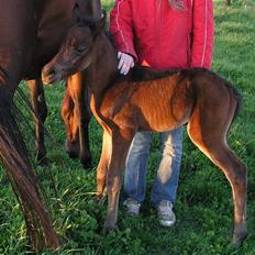 Arabisk fuldblod (OX) Ra faî