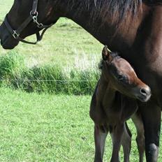 Arabisk fuldblod (OX) Ra faî