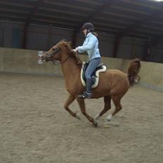 Sportsaraber (A) Taram Du Bois<33