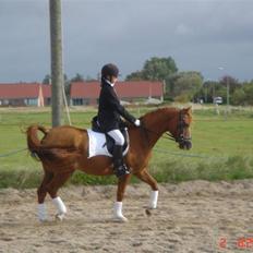 Sportsaraber (A) Taram Du Bois<33