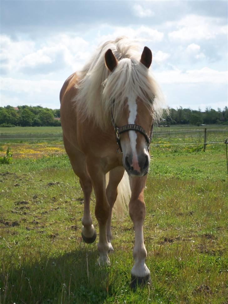 Haflinger KBK 4 Hemera solgt billede 5