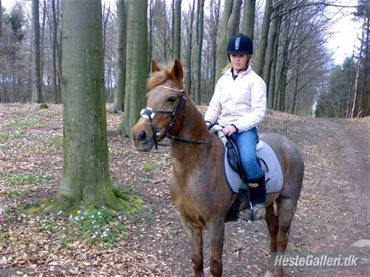 Connemara nelly<33 billede 11