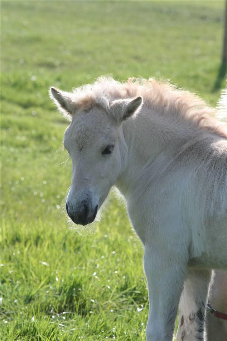 Fjordhest Mosegårdens Finesse billede 12