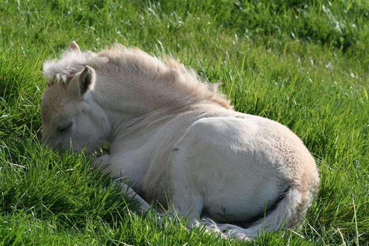 Fjordhest Mosegårdens Finesse billede 13