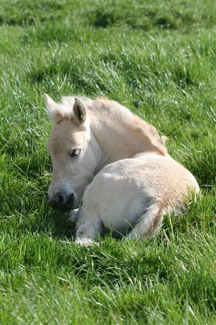 Fjordhest Mosegårdens Finesse billede 14