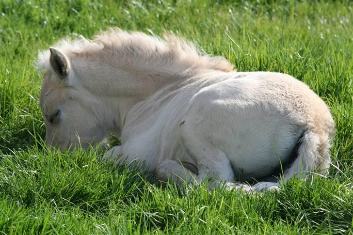 Fjordhest Mosegårdens Finesse billede 15