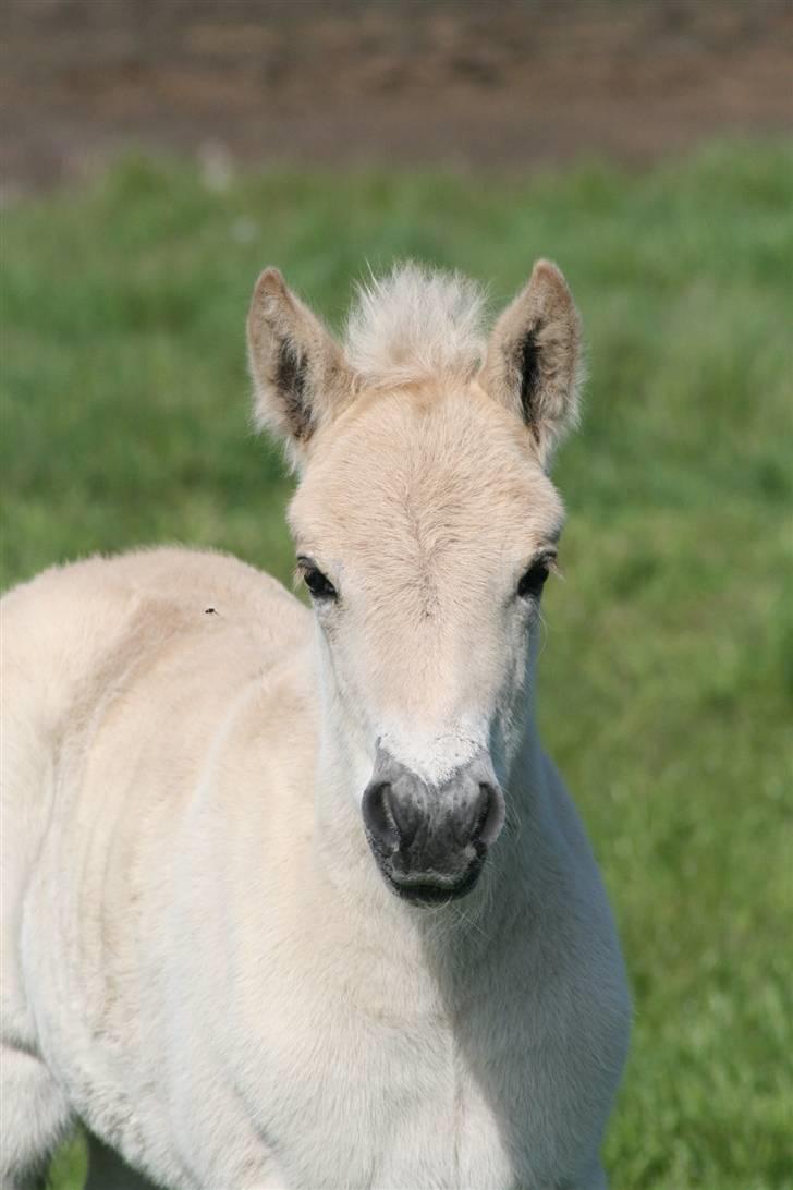 Fjordhest Mosegårdens Frida billede 8