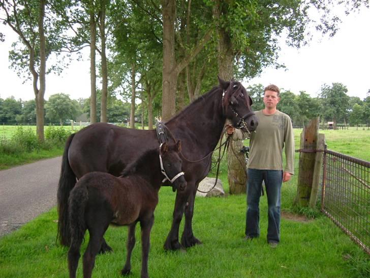 Fell pony Hannah van de Pannoaven billede 1