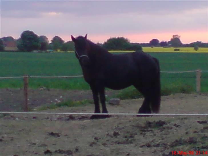 Fell pony Hannah van de Pannoaven - Hannah ca 10 min før vandet går  billede 2