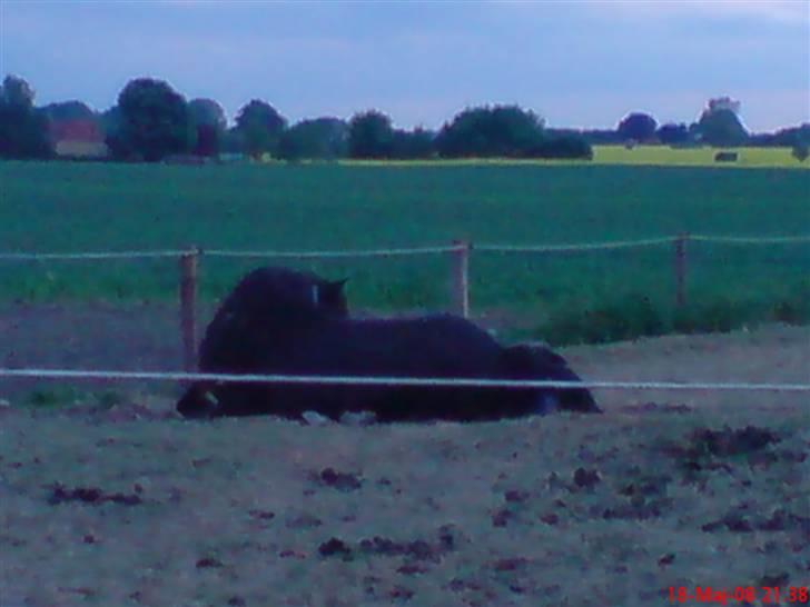 Fell pony Hannah van de Pannoaven - Hannah som hilser på sit føl for første gang billede 3