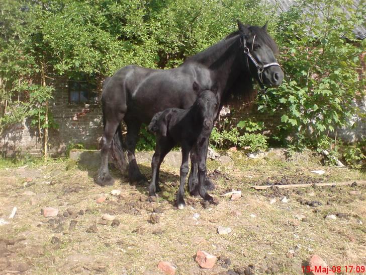 Fell pony Hannah van de Pannoaven - Hannah og Bashim på 1 dag billede 4