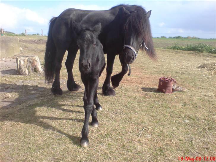 Fell pony Hannah van de Pannoaven - Nysgerrig kan man være som nyfødt! billede 5