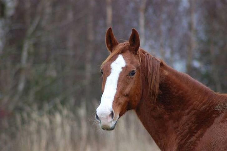 Fuldblod (XX) Angelique - R.I.P. Angel billede 17