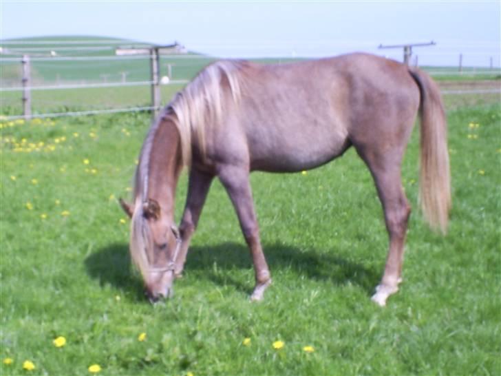 Arabisk fuldblod (OX) Santalla MG billede 9