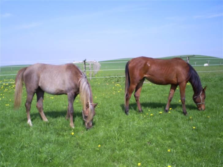 Arabisk fuldblod (OX) Santalla MG billede 10