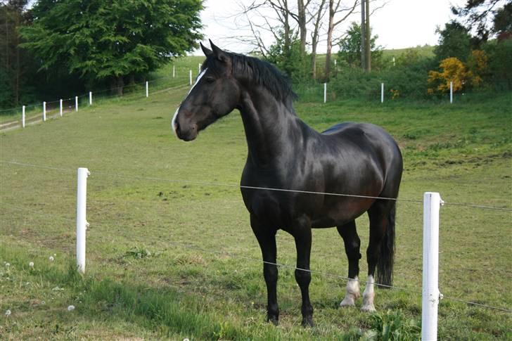 Anden særlig race Diego  - Diego står lige og kigger på en ny hest der er ankommet billede 12