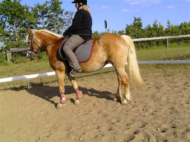 Tyroler Haflinger Lizette (RIP) - Min datter på 5 år har taget billedet, inden I brokker jer over chambonen så skal I vide hun kun bliver redet 15 min. med den af gangen. Det er 2.gang hun har den på og jeg er overbevist om at om 14 dage er den ikke nødvendig ;o) billede 10