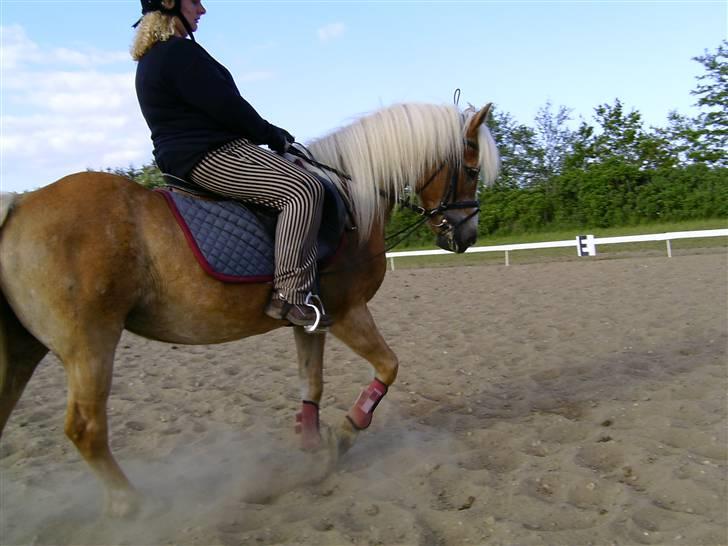 Tyroler Haflinger Lizette (RIP) - Min datter på 5 år har taget billedet. "Mor, jeg tager ikke dit hovede med for det er jo Lizette jeg vil se" ;o))  billede 11