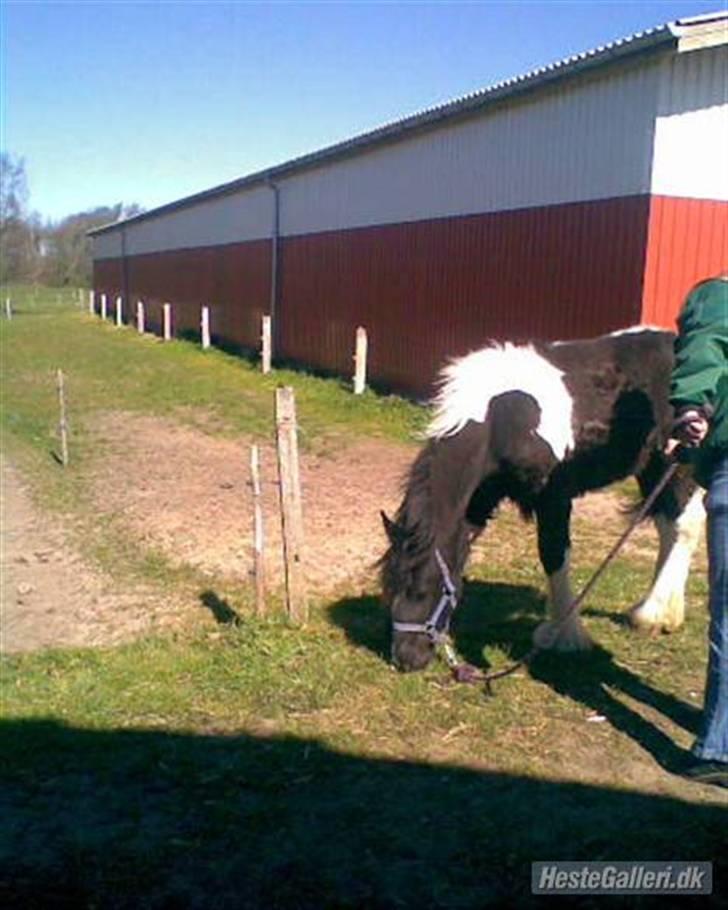 Anden særlig race Damgaard's Thor (Curly) - Mm. Det smager godt o__O billede 9