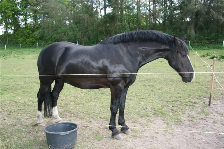 Anden særlig race Diego  - Tager en slapper på folden billede 13