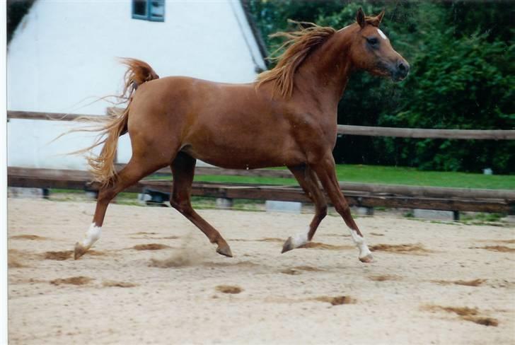 Arabisk fuldblod (OX) Mezalina billede 1