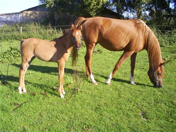 Arabisk fuldblod (OX) Mezalina billede 3